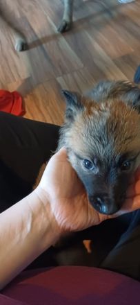 Keine Couchpotatos X Herder Welpen mit Charakter