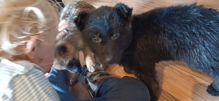 Keine Couchpotatos X Herder Welpen mit Charakter