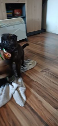 Keine Couchpotatos X Herder Welpen mit Charakter