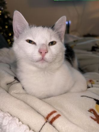 Europäisch Kurzhaar Katze sucht neues liebevolles Zuhause ❤️