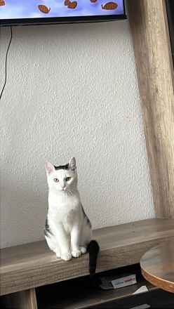 Europäisch Kurzhaar Katze sucht neues liebevolles Zuhause ❤️