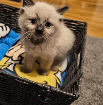 Wunderschöne Ragdoll kitten
