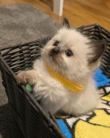 Wunderschöne Ragdoll kitten