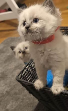 Wunderschöne Ragdoll kitten