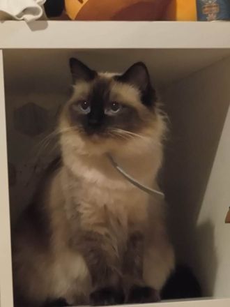 Wunderschöne Ragdoll kitten