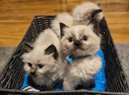 Wunderschöne Ragdoll kitten