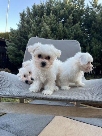 Malteser Welpen – 4 süße Rüden suchen liebevolles Zuhause