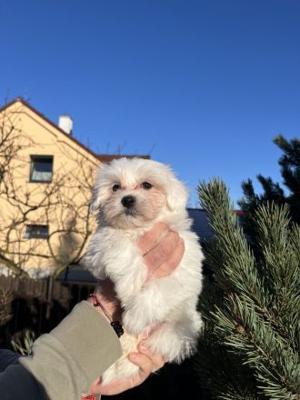 Malteser Welpen – 4 süße Rüden suchen liebevolles Zuhause