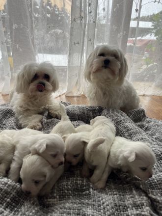 Malteser Welpen – 4 süße Rüden suchen liebevolles Zuhause
