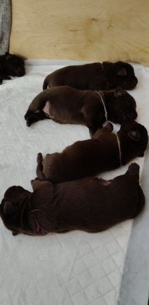 Labrador Welpen abzugeben