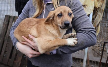 Pompom, ein wahres Goldstück!