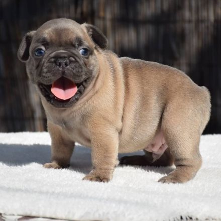Französische Bulldogge sucht neues Zuhause