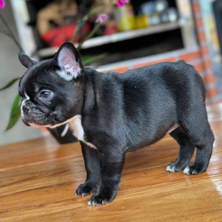 Französische Bulldogge sucht neues Zuhause
