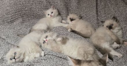 Ragdoll Kätzchen sucht ein liebevolles neues Zuhause