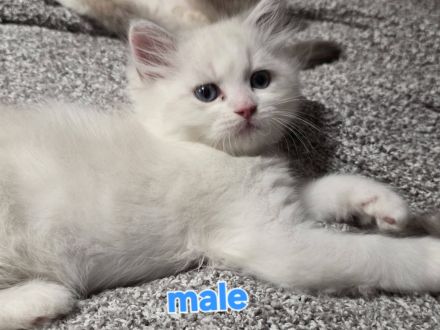 Ragdoll Kätzchen sucht ein liebevolles neues Zuhause