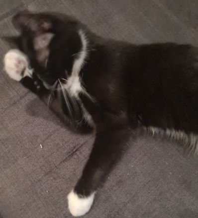 Liebevolle Katze abzugeben