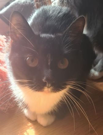 Liebevolle Katze abzugeben