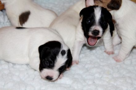 Parson Russell Terrier Welpen, geb. 11.02.2026