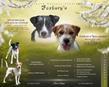 Parson Russell Terrier Welpen, geb. 11.02.2026