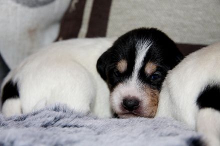 Parson Russell Terrier Welpen, geb. 11.02.2026