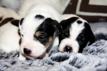 Parson Russell Terrier Welpen, geb. 11.02.2026