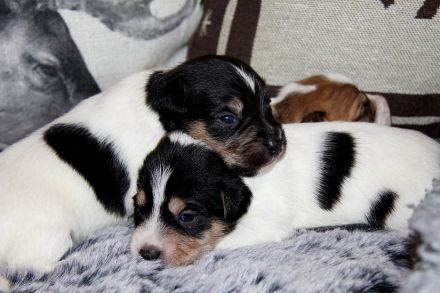 Parson Russell Terrier Welpen, geb. 11.02.2026