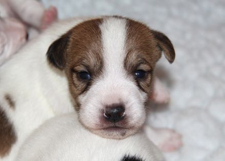 Parson Russell Terrier Welpen, geb. 11.02.2026