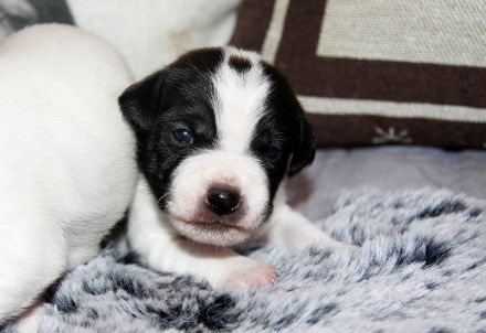 Parson Russell Terrier Welpen, geb. 11.02.2026