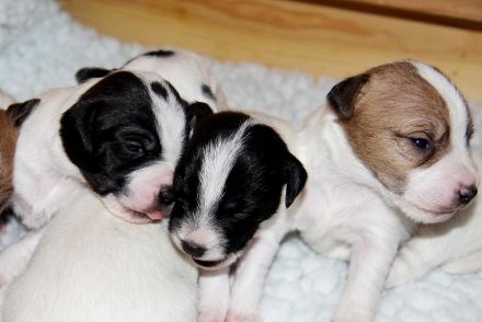 Parson Russell Terrier Welpen, geb. 11.02.2026