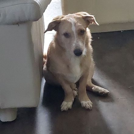 Hundewelpen abzugeben