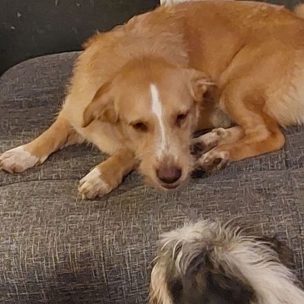 Hundewelpen abzugeben