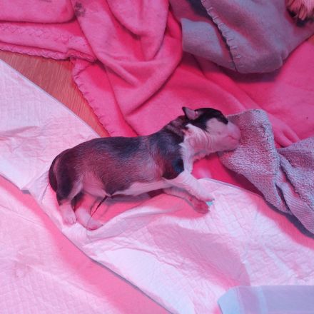 Hundewelpen abzugeben