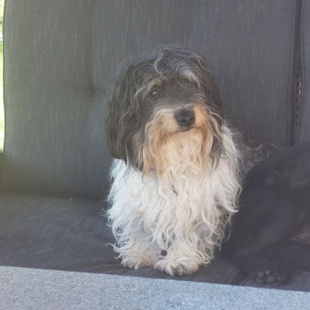 Hundewelpen abzugeben