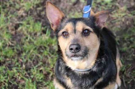 Klex, Dackel-Terrier-Mix, geb 2020, liebevoller Eigenbrödler sucht Zuhause