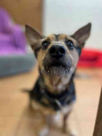 Klex, Dackel-Terrier-Mix, geb 2020, liebevoller Eigenbrödler sucht Zuhause