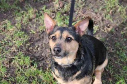 Klex, Dackel-Terrier-Mix, geb 2020, liebevoller Eigenbrödler sucht Zuhause