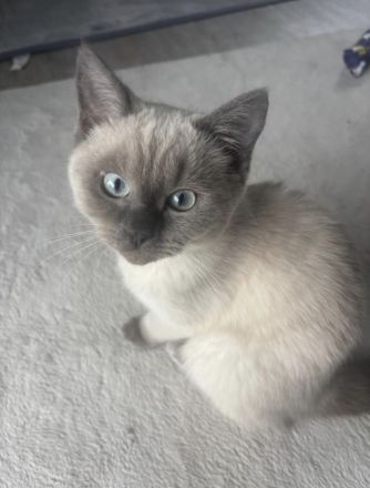 Britisch Kurzhaar Colorpoint