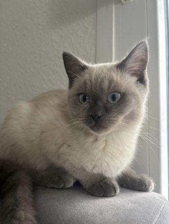 Britisch Kurzhaar Colorpoint