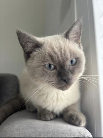 Britisch Kurzhaar Colorpoint