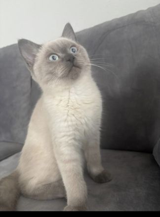 Britisch Kurzhaar Colorpoint