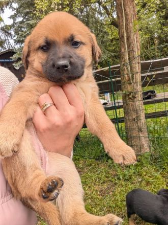 3 Wunderschöner Welpen 3 Monate alt