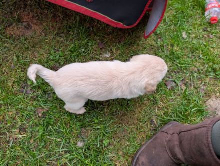 3 Wunderschöner Welpen 3 Monate alt
