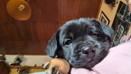 3 wunderschöne Jackrussel Mix Welpen