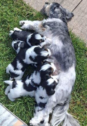 Biewer Yorkshire Terrier