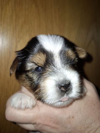 Biewer Yorkshire Terrier