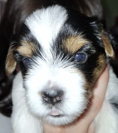 Biewer Yorkshire Terrier