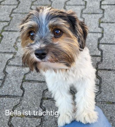 Biewer Yorkshire Terrier