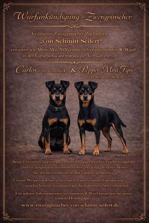 Wurfankündigung Zwergpinscher Mai 2026