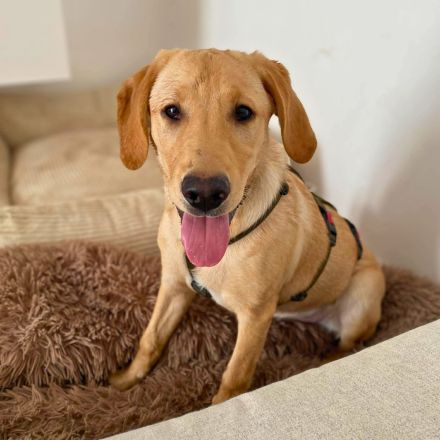 Hera in 71711 Steinheim sucht ihr Für-immer-Zuhause