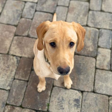 Hera in 71711 Steinheim sucht ihr Für-immer-Zuhause